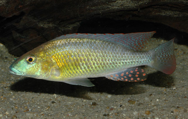 Картинки по запросу Thoracochromis albolabris