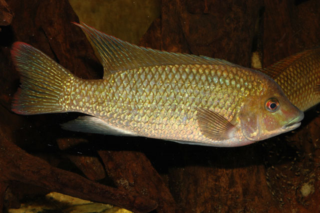 Картинки по запросу Oreochromis ismailiaensis