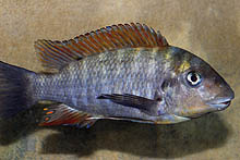 Картинки по запросу Petrochromis macrognathus 'Ulwile'
