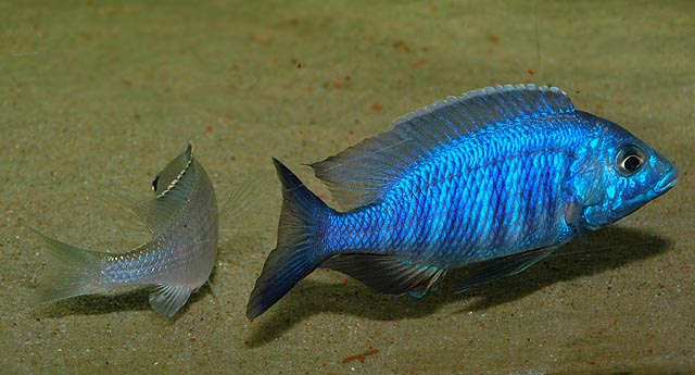 Картинки по запросу Placidochromis sp. "electra blue"