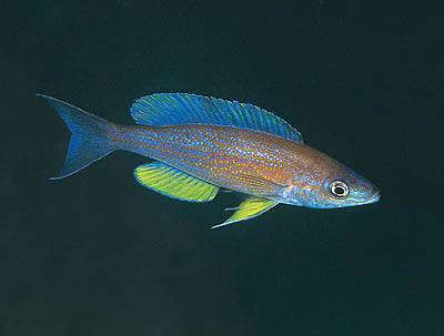 Картинки по запросу cyprichromis pavo