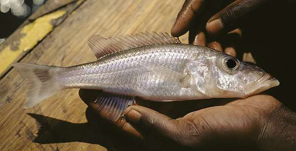 Картинки по запросу placidochromis tokolosh
