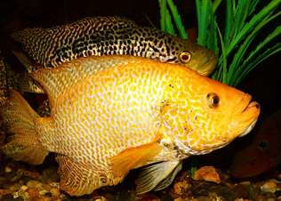 Картинки по запросу parachromis managuensis gold