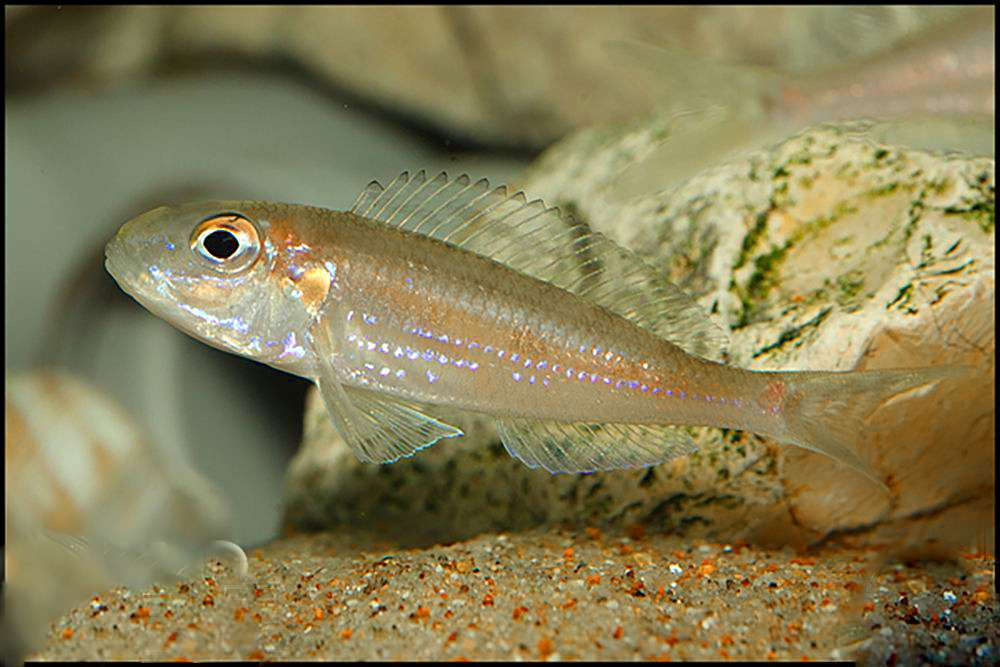 Картинки по запросу Microdontochromis tenuidentatus