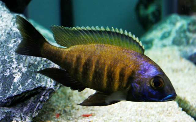 Картинки по запросу Placidochromis sp. "mbamba"