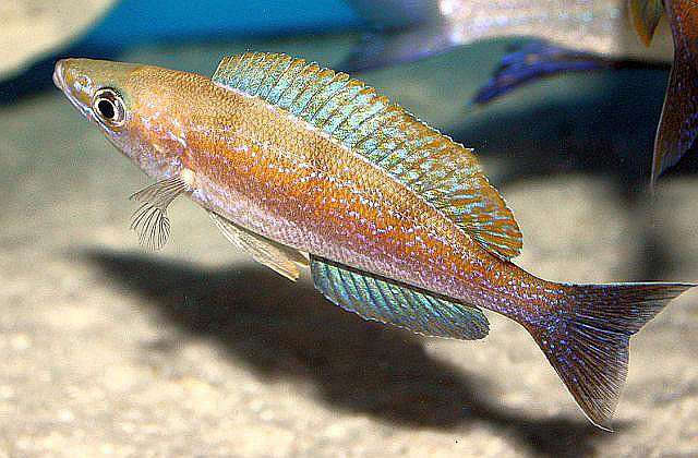 Картинки по запросу Cyprichromis sp. ''Dwarf Jumbo'' Kigoma