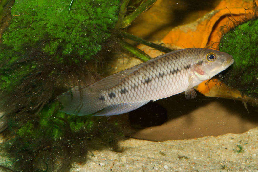 Картинки по запросу Parananochromis