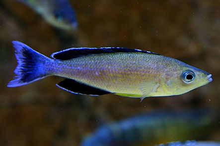 Картинки по запросу Cyprichromis coloratus Kabogo