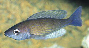 Картинки по запросу cyprichromis pavo
