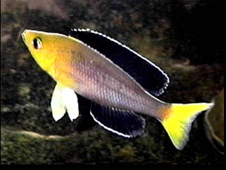 Картинки по запросу Cyprichromis leptosoma 'Utinta red teil'
