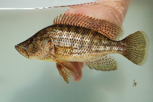 Картинки по запросу Serranochromis angusticeps