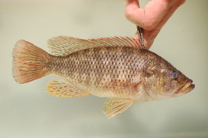 Картинки по запросу Serranochromis macrocephalus