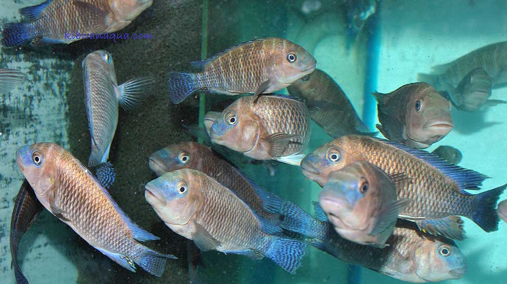 Картинки по запросу Petrochromis famula 'Kasanga'