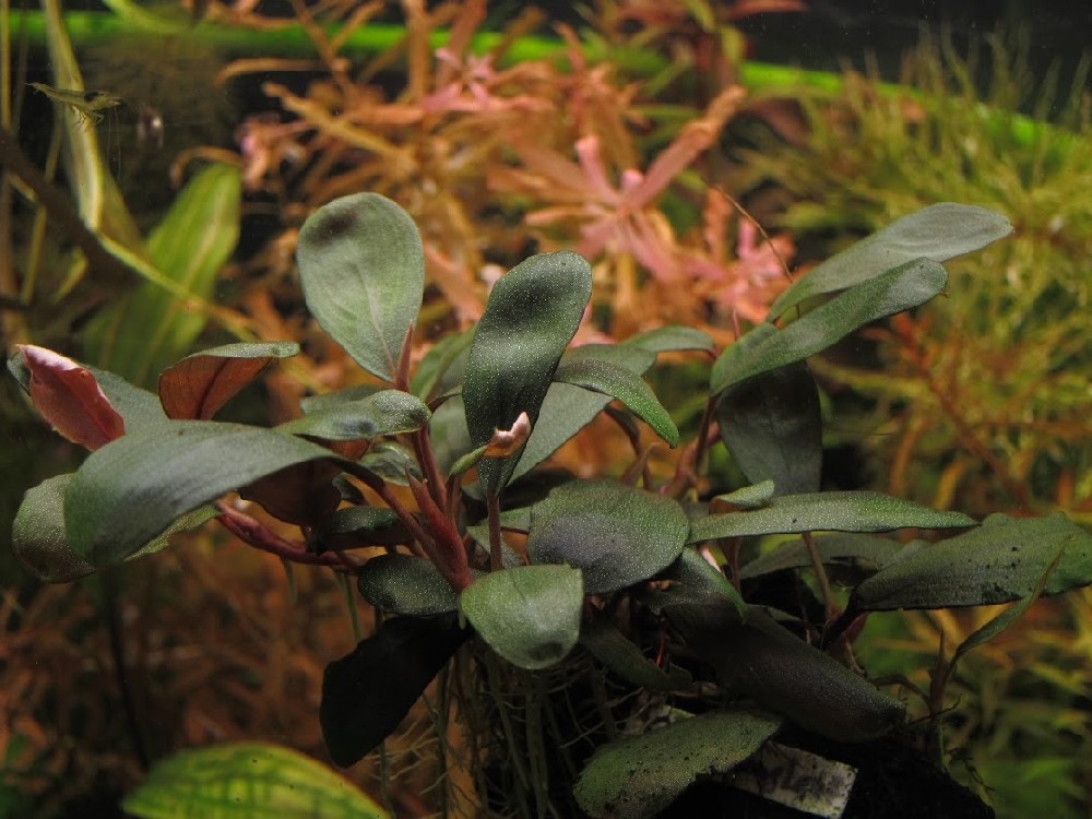 Картинки по запросу bucephalandra sp. gost long leaf