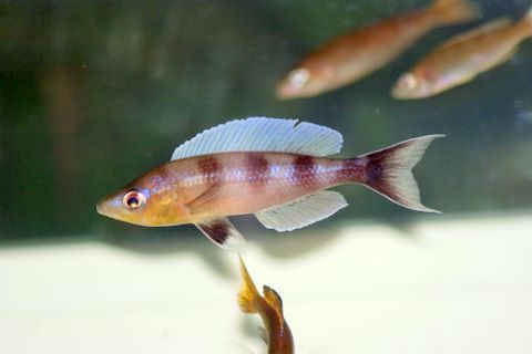 Картинки по запросу cyprichromis zonatus