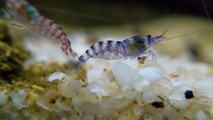 Картинки по запросу Potamalpheops sp. Purple Zebra Shrimp
