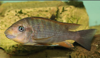 Картинки по запросу Petrochromis ephippium 'Nkondwe'