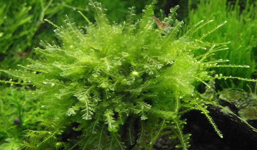 Картинки по запросу Pearl Moss - Blepharostoma trichophyllum-фото
