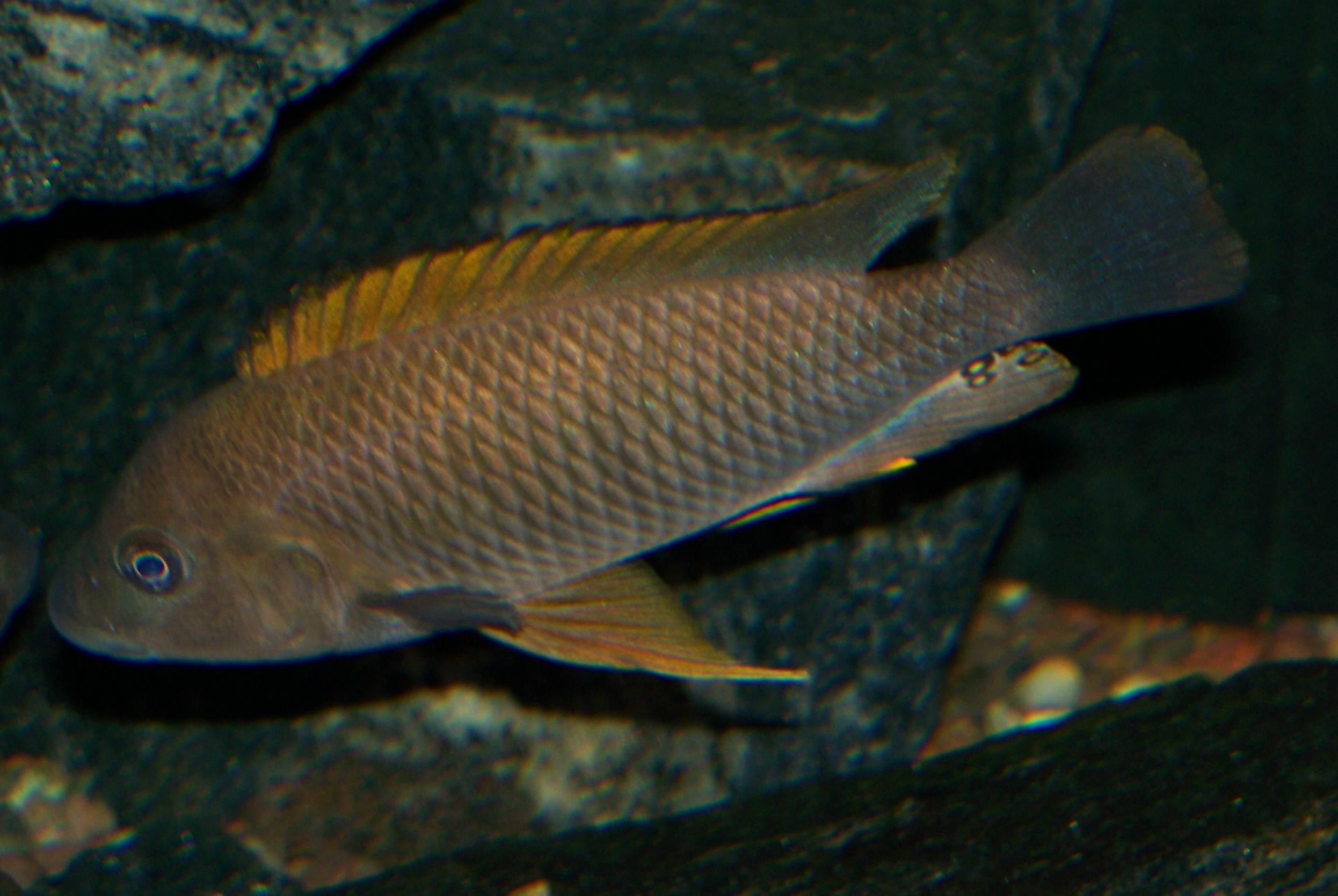 Картинки по запросу Petrochromis famula 'Nyanza Lac'