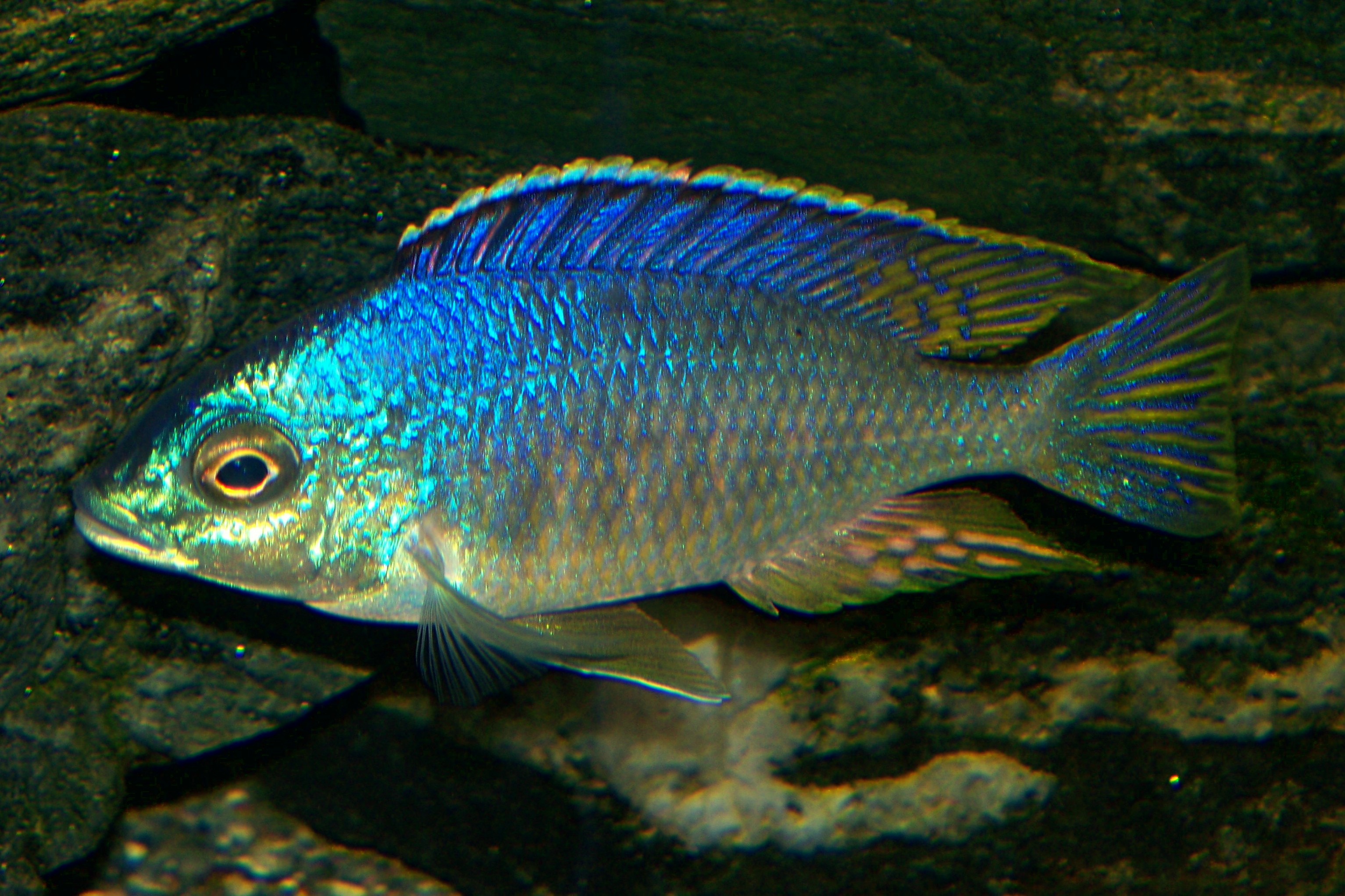 Картинки по запросу placidochromis sp. jalo reef