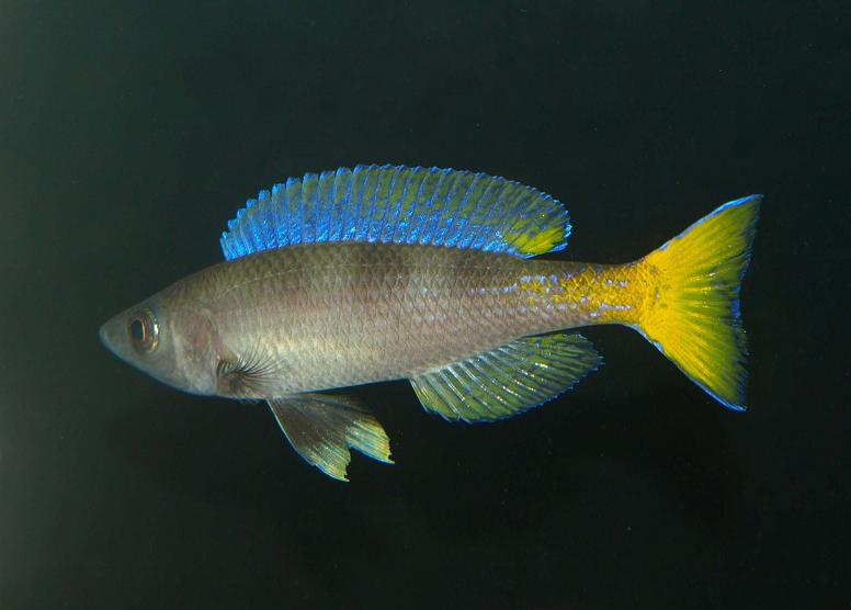 Картинки по запросу Cyprichromis utinta