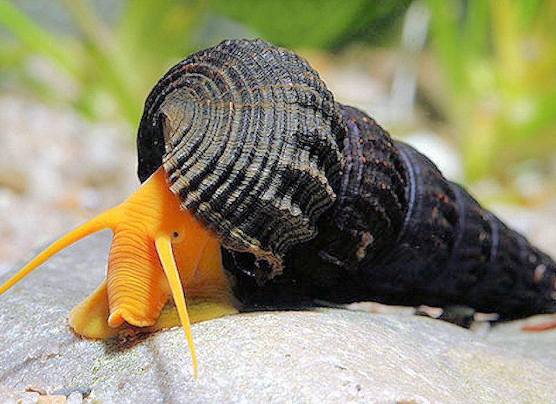 УЛИТКИ :: УЛИТКА КРОЛИК ОРАНЖЕВОГОЛОВЫЙ ТИЛОМЕЛАНИЯ 4-5см - Tylomelania  Orange Rabbit Snail - http://ribdom.ru/snail.html #tylomelania #snail  #улиткакролик