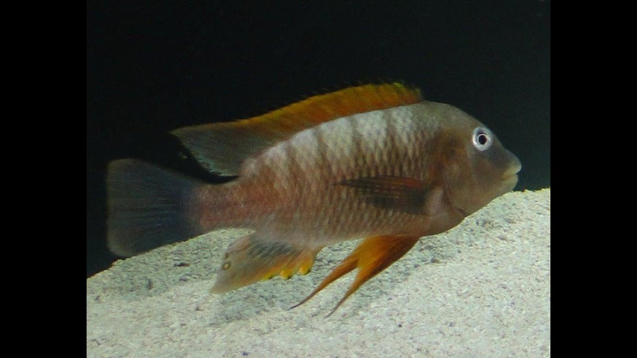 Картинки по запросу Petrochromis famula 'orange fin'