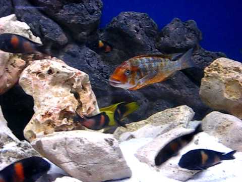 Картинки по запросу Petrochromis spec. 'Kasumbe blue'