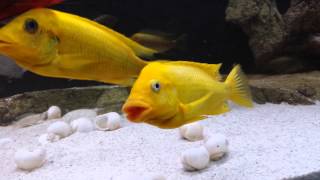 Картинки по запросу Petrochromis spec. 'moshi yellow Mahale'
