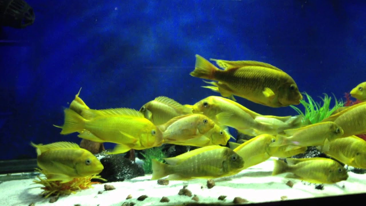 Картинки по запросу Petrochromis sp. 'moshi yellow Ikola
