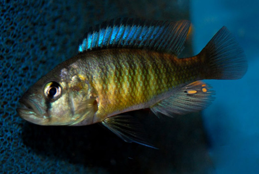 Картинки по запросу lipochromis melanopterus
