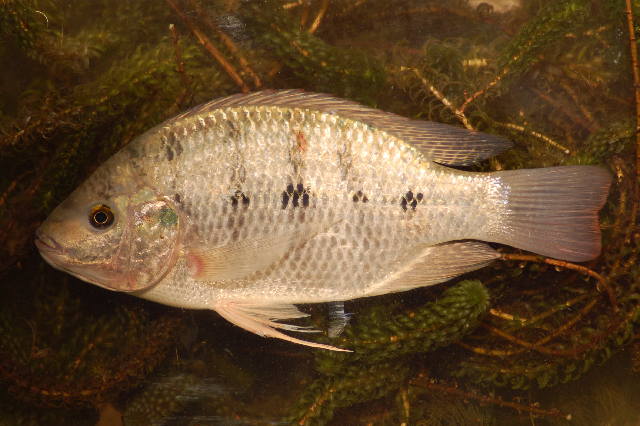 Картинки по запросу Oreochromis mweruensis