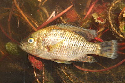 Картинки по запросу Sargochromis coulteri