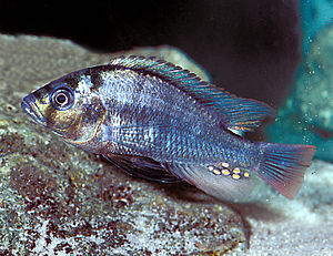Картинки по запросу Thoracochromis rudolfianus