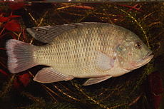 Картинки по запросу Sargochromis carlottae