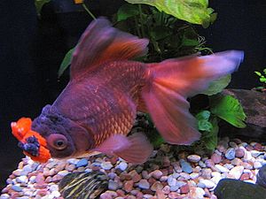 Картинки по запросу Золотая рыбка – Помпон