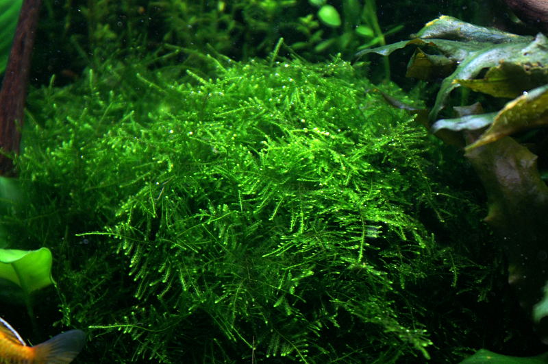 Картинки по запросу taiwan moss - taxiphyllum alternans