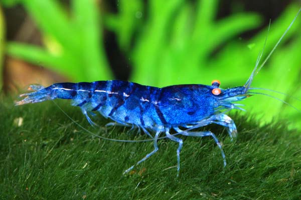 Картинки по запросу Caridina cantonensis sp "blue" - Blue Tiger Shrimp