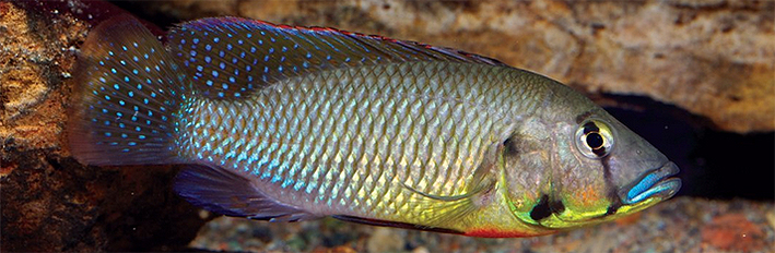 Картинки по запросу Thoracochromis callichromus
